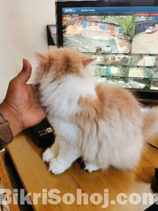 Traditional Persian Male Kitten